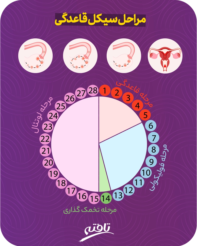 تمام مراحل چرخه پریود یا قاعدگی