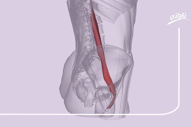 علائم واریس لگنی